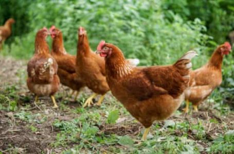 Suedia do të shkatërrojë 1.3 milion pula për shkak të gripit të shpendëve