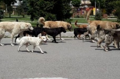 Kërkoi ndihmë mjekësore pasi kafshohet nga një qen endacak