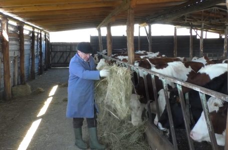 Fermeri Vebi Dervishaj, një shembull  i mirë i bujqësisë
