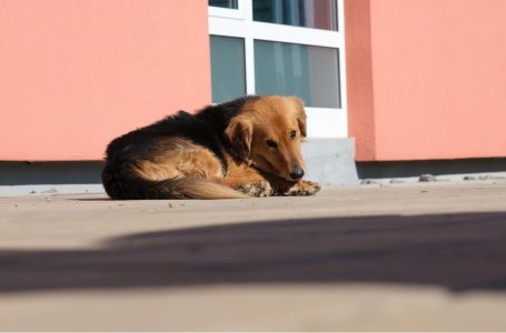 Shërbime falas per kastrimin dhe sterilizimin e kafshëve