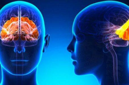 Njihuni me benefitet e Vitaminës D në trurin e njeriut