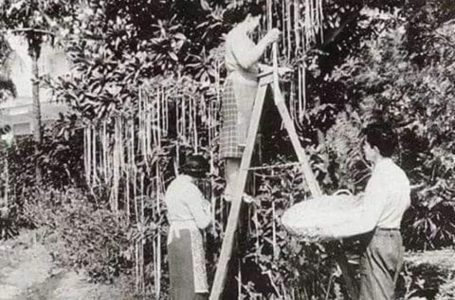 Një pemë që prodhonte spageti të shijshëm? Gëzuar 1 Prilli i 1957-ës