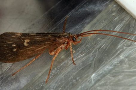 Zbulohet një insekt i ri në Kosovë, emërtohet coronavirus