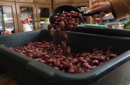 Kultivimi i perimeve në kushte shtëpie