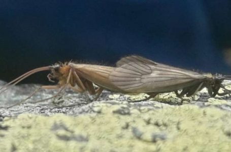 Lajm në botë, insekti nga Kosova