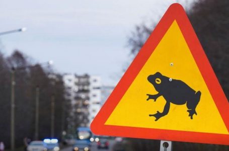 Kryeqyteti estonez mbyll rrugën në mënyrë që bretkosat të shumohen