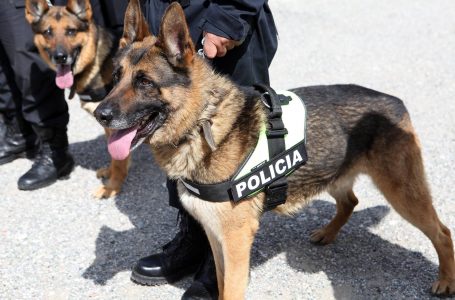 Cila është prova që duhet kaluar qentë me sukses për t’u bërë qen policie?