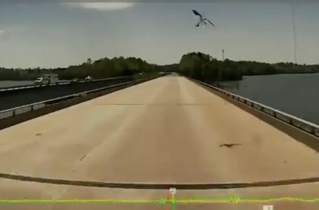 Zogu hedh peshkun në xhamin e përparmë të kamionit (VIDEO)