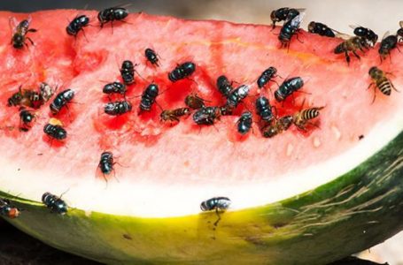Tri mënyra për të zhdukur mizat nga ushqimet
