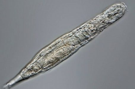 Shkencëtarët ringjallën një kafshë të ngrirë për 24 mijë vjet