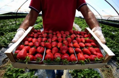 Gati 2 miliardë lekë u eksportuan prodhime nga Shqipëria drejt SHBA-së