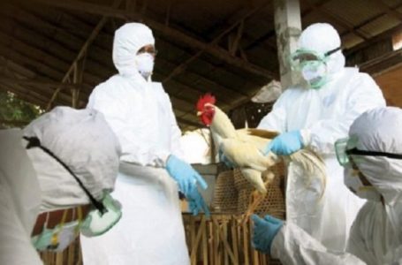 Shqipëria e Mesme më e rrezikuar nga gripi i shpendëve, konsumatorët të kenë kujdes