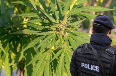 Policia gjen afër 60 bimë kanabisi në Podujevë