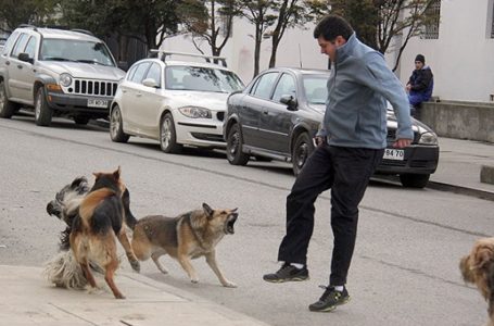Si të shmangësh kafshimin nga qentë ose si të veprosh nëse të sulmojnë