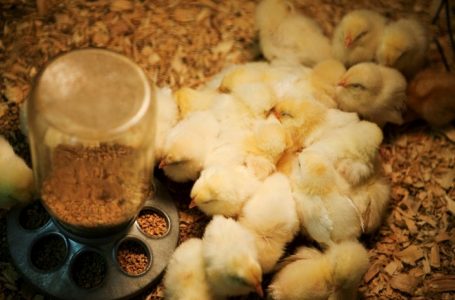 Fermerit në Prizren i digjen 8000 zogjë, vlera e dëmit 60 mijë euro