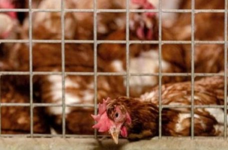 ​Mposhtet gripi i shpezëve, lejohet tregtimi në Kosovë