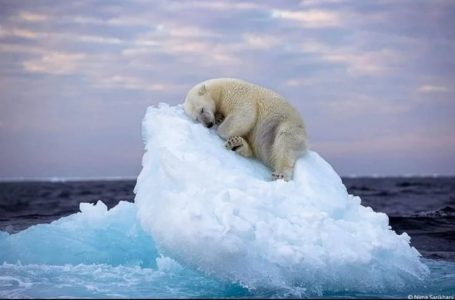 “Ajsbergu i fundit”, arinjtë polarë drejt zhdukjes
