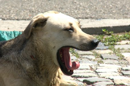Qentë endacak, shqetësim për qytetarët