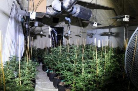 Arrestohet pasi iu gjetën bimë narkotike në serë