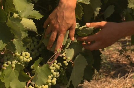 Kultivimi i vreshtave të rrushit një veprimtari në rritje për rajonin e Dushkajës