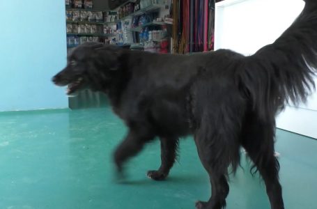 Qentë mund të preken nga parazitë dhe t’i transmetojnë tek njerëzit