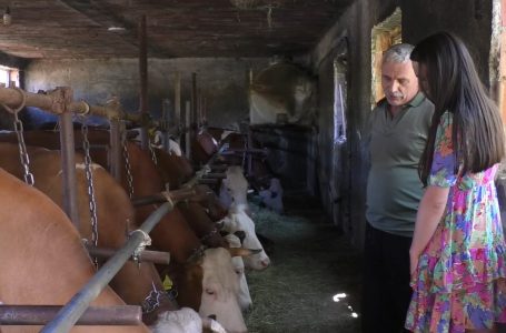 Mungesa e pajisjeve të punës, sfidë për fermerin Isa Hajdari