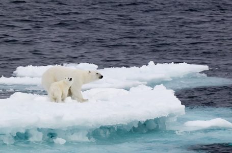 Arinjtë polarë përballen me kërcënimin e urisë ndërsa akulli shkrihet nga ngrohja globale