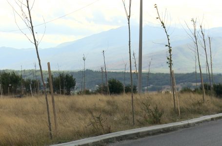 1600 fidane të mbjellura kohë më parë nuk janë mirëmbajtur si duhet