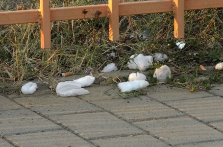 Në dalje të qendrës së vaksinimit “Fehmi Agani” në Gjakovë pambukët janë gjithandej