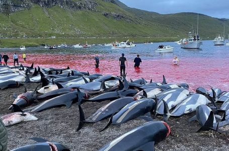Deti ngjyroset me gjak për traditë në Ishujt Faroe (VIDEO)