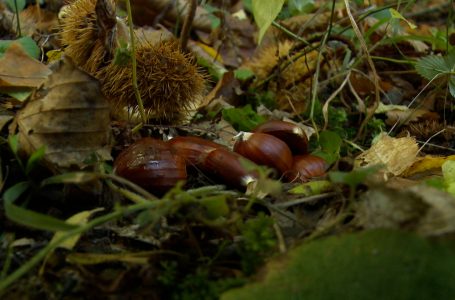 Gështenja mbretëresha e tavolinës në stinën e vjeshtës