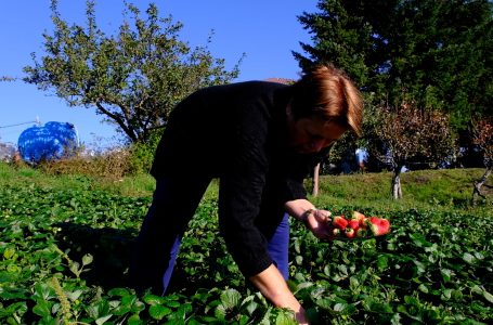 Shkurte Rrustemi shembull i suksesit të grave sipërmarrëse në agrikulturë