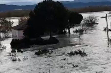 Lumi Vjosa del nga shtrati, përmbyten shtëpitë në fshatin Fitore