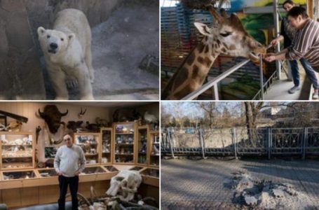 Kopshti i bombarduar zoologjik ukrainas u kërkon njerëzve të blejnë bileta elektronike edhe pse nuk do të mund ta vizitojnë