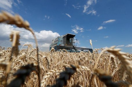 ​MBPZhR: Koha më e mirë për mbjelljen e grurit është periudha ndërmjet 5 dhe 30 tetorit