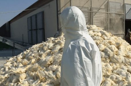 Shqipëri / 340 mijë shpendë të ngordhur, bizneset rrezikojnë të mos dëmshpërblehen