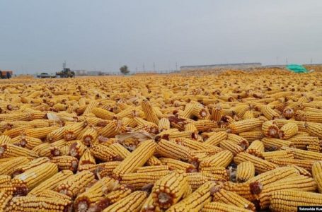 Ukraina eksporton drithërat e para me tren në Evropë