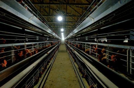Paraqitet rasti i parë këtë vit i Gripit të Shpezëve