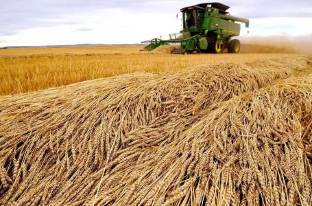 OKB: 25 milionë tonë drithëra bllokohen në Ukrainë për shkak të luftës