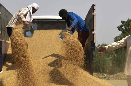 Çmimet globale të grurit rriten pas ndalimit të eksportit të Indisë