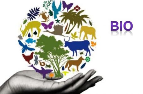 Sot, Dita Botërore e Biodiversitetit
