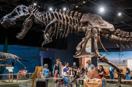 Fosilet e një dinosauri shiten për 12 milionë dollarë