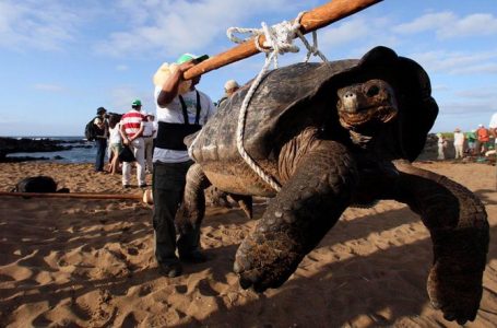 Breshka e zhdukur prej shumë vitesh gjendet e gjallë në ishujt Galapagos