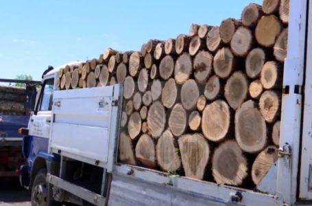 80 euro një metër dru, mund të shtrenjtohet edhe më shumë