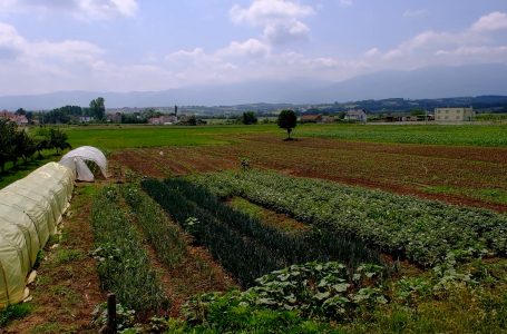 Kompania regjionale e ujitjes “Radoniqi-Dukagjini” ujit mbi 5 hektarë toka bujqësore