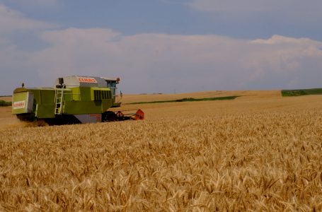 Bujqit kanë filluar korrjet, çmimet e larta zvogëlojnë fitimet