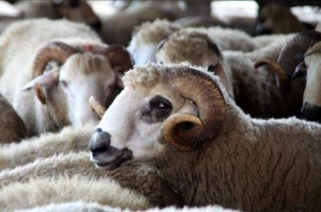 Ja sa kurbanë janë therur ditën e Bajramit