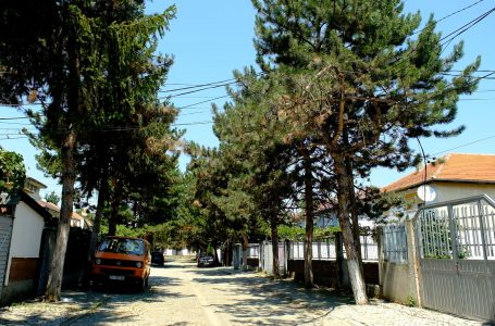 “Rruga e pishave” në Gjakovë, shembulli më i miri i kujdesit ndaj ambientit