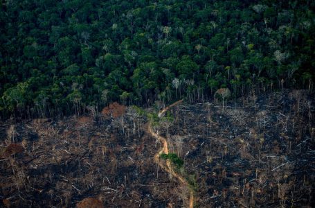 Shpyllëzimi në Amazonë ra me 50% në vitin 2023