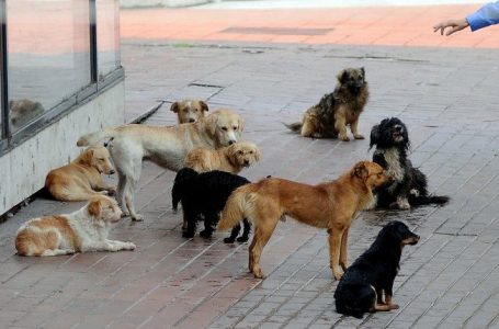 S’ka të dhëna për numrin e qenve endacak dhe vaksinimin e tyre